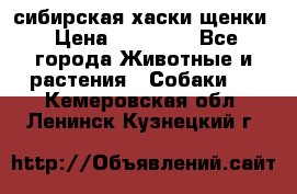 сибирская хаски щенки › Цена ­ 10 000 - Все города Животные и растения » Собаки   . Кемеровская обл.,Ленинск-Кузнецкий г.
